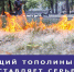 Горящий тополиный пух представляет огромную опасность - Городищенский район